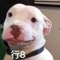 娱乐圈吃瓜小狗是谁啊,揭秘神秘“吃瓜群众”身份 第3张 娱乐圈吃瓜小狗是谁啊,揭秘神秘“吃瓜群众”身份 第3张